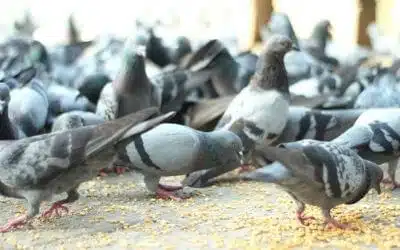 Allontanamento Dei Volatili Taranto