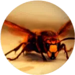 Calabroni Fossano