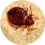 Cimice a Villafranca di Verona