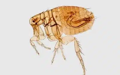 Disinfestazione Abitazione Da Pulci Modena