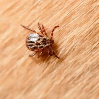 Disinfestazione Pulci Animali a Castellarano