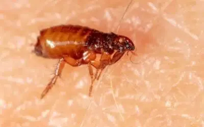 Disinfestazione Pulci Castellarano
