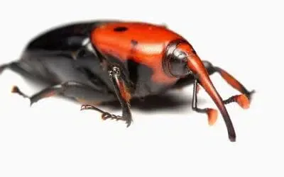Disinfestazione Punteruolo Rosso a Lonigo
