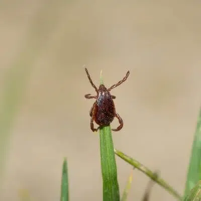 Disinfestazione Zecche In Giardino a Taranto