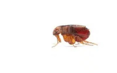 Disinfestazioni Pulci Modena