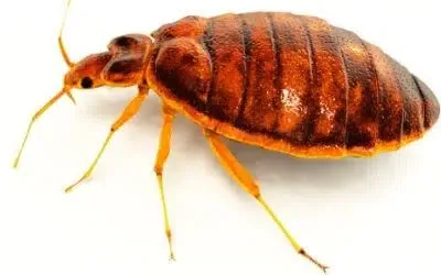 Disinfestare Dalle Cimici Da Letto a Taranto