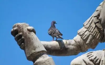 Dissuasione Piccioni a Viadana