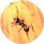 Formica Fossano