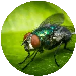 Mosca Taranto