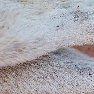Pulci Nel Cane Modena