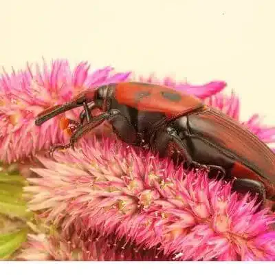 Punteruolo Rosso Disinfestazioni Dueville