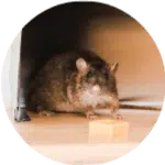 Ratto Villafranca di Verona
