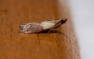 Tarme Della Farina a Castellarano