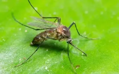 Disinfestazione Zanzara Tigre a Fossano