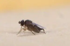 Foride Mosca mentre defeca Foride