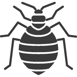 CIMICI