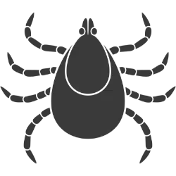 ZECCHE