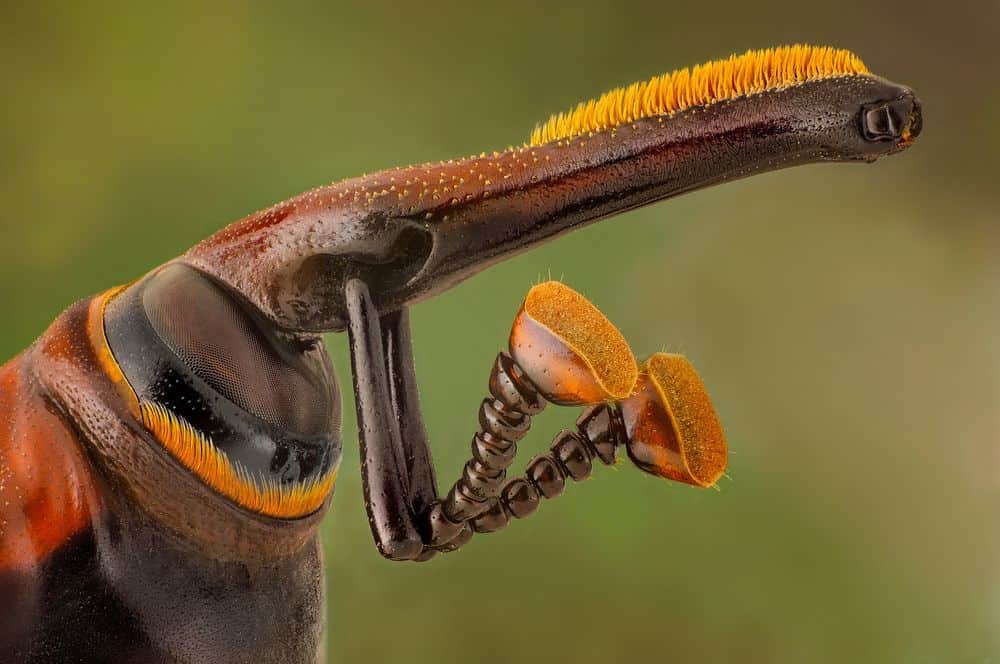 particolare del muso del tonchio delle palme