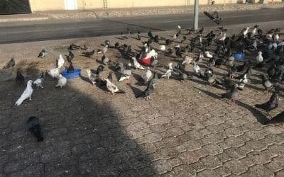 Allontanamento Dei Piccioni a Taranto