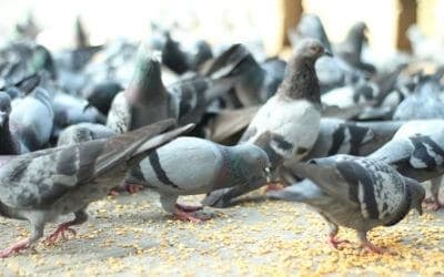 Allontanamento Dei Volatili Taranto