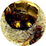 Calabrone Monopoli
