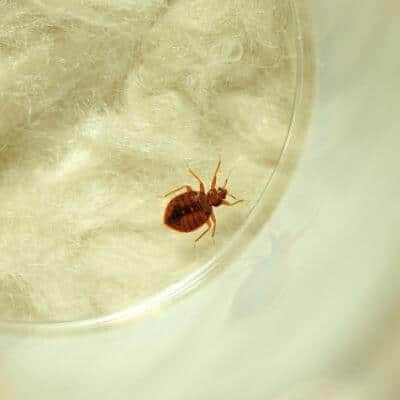 Disinfestazione Cimici Da Letto a Conversano