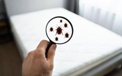 Disinfestazioni Da Cimici Da Letto Monopoli