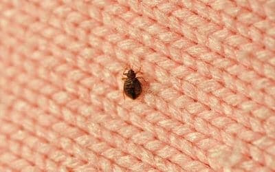 Disinfestazioni Da Cimici a Monopoli