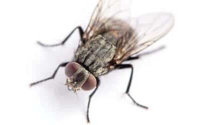 Disinfestazione Da Mosche Cossato