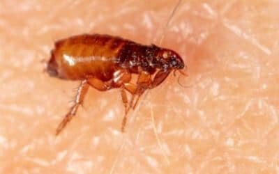 Disinfestazione Da Pulci Bagnacavallo