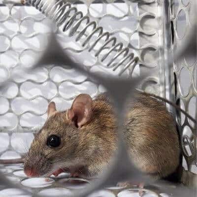 Disinfestazione Di Ratti a Cossato
