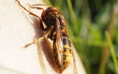Disinfestazione Vespe Costi Sciacca