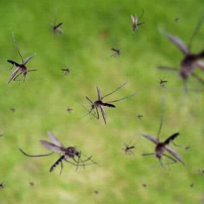 Disinfestazione Da Zanzare Chieri