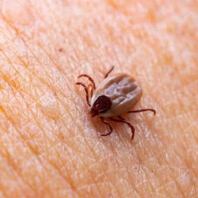 Disinfestazione Da Zecche Monopoli