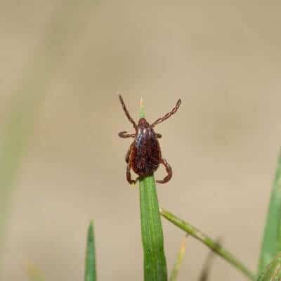 Disinfestazione Zecche In Giardino a Taranto