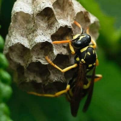 Disinfestazioni Calabroni Rende