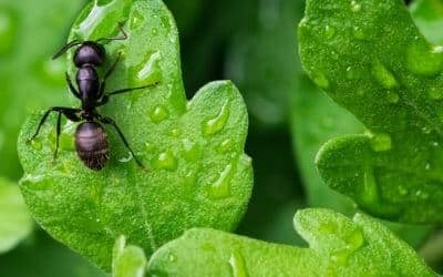 Disinfestazioni Da Formiche ad Augusta