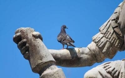 Dissuasione Dei Piccioni a Monopoli