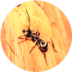 Formica Monopoli