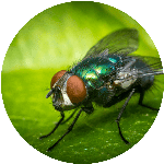 Mosca Monopoli