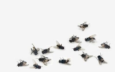 Mosche Disinfestazione a Boves