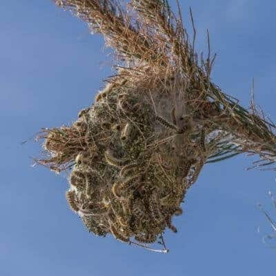 Processionarie Disinfestazione Obbligatoria Augusta