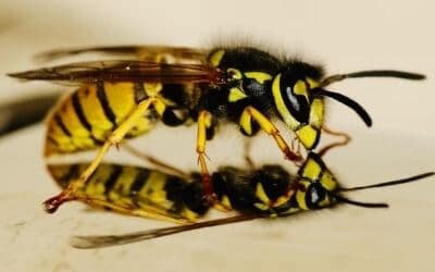 Servizio Disinfestazione Calabroni Rende