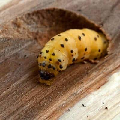 Tarli Legno Disinfestazione Deruta
