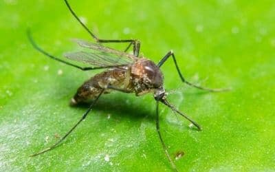 Disinfestazione Zanzara Tigre Cossato