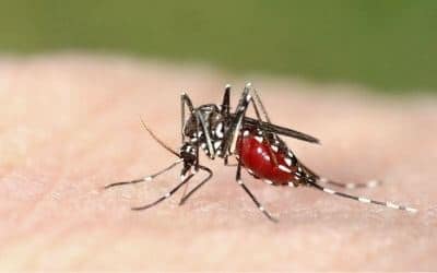 Zanzare Disinfestazione Boves