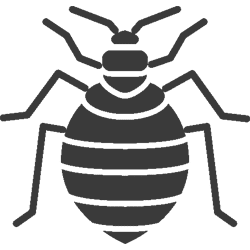CIMICI