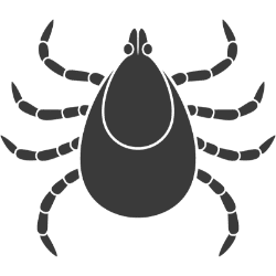ZECCHE