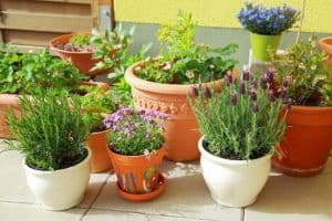 Piante Repellenti Zanzare