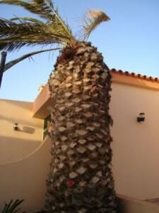 Sintomi di una infestazione da Punteruolo rosso Sintomi di una infestazione da Punteruolo rosso